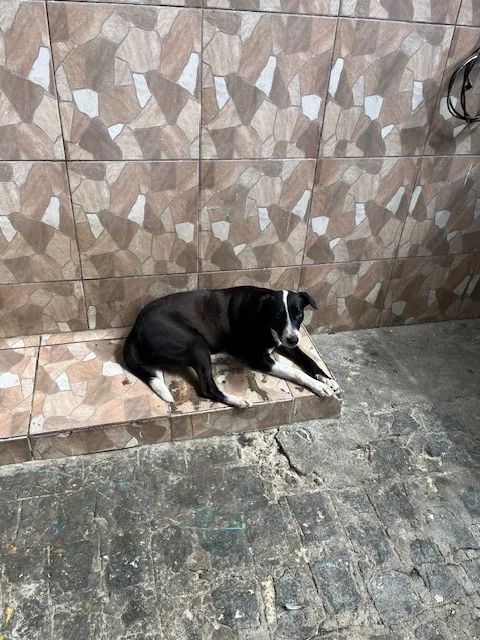 Cadelas Castradas para Adoção - Foto 3
