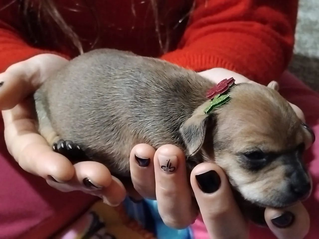 Filhotes de pinscher  - Foto 4