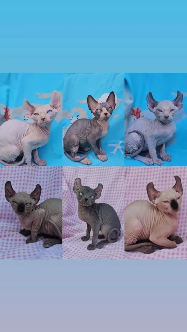 Sphynx e Elf Filhotes - Gatil BSB Cat 