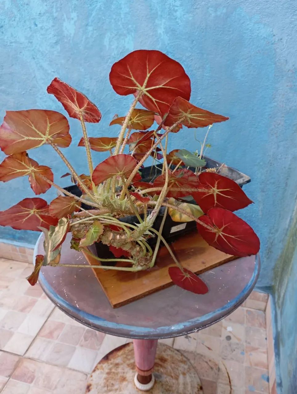 Sementes e plantas  - Foto 2