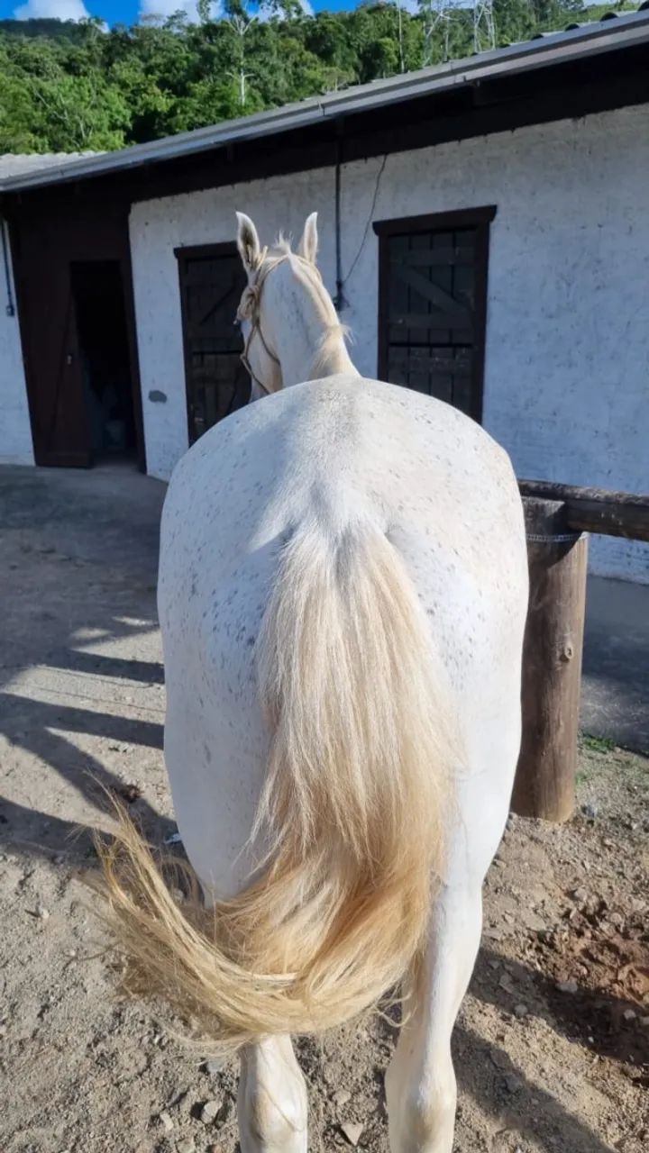 cavalo mangalarga marchador 