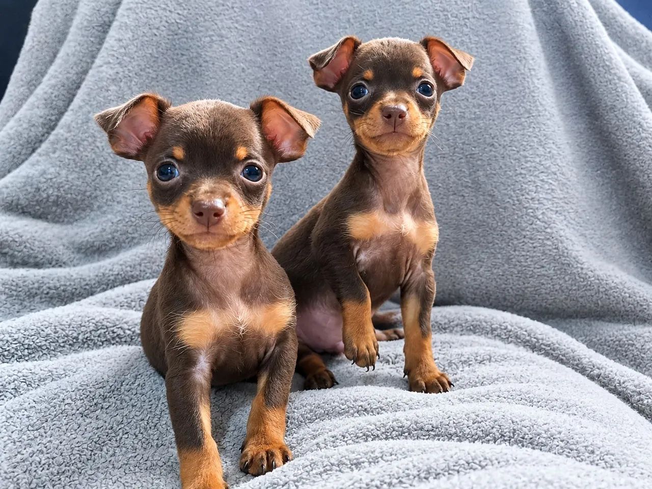 Pinscher 0 chocolate exótico 