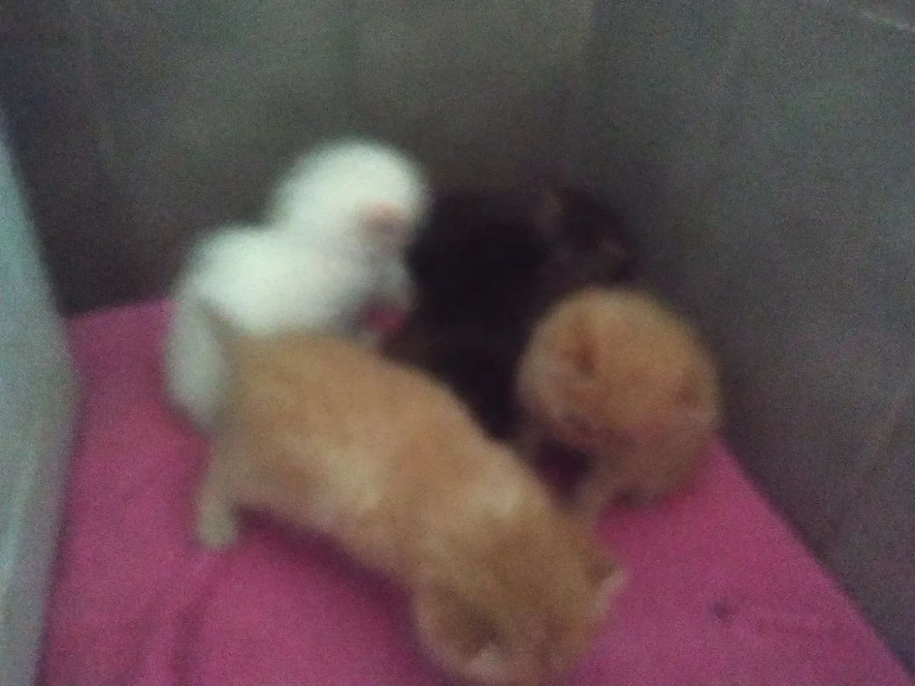 Lindos Persinhas