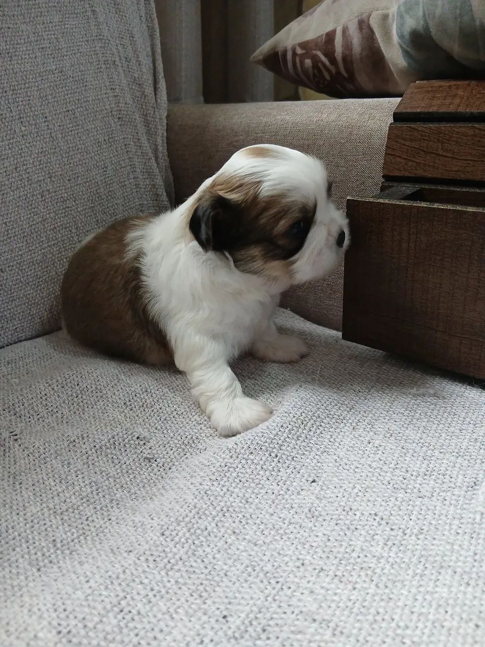 Lindos shihtzu - Foto 3