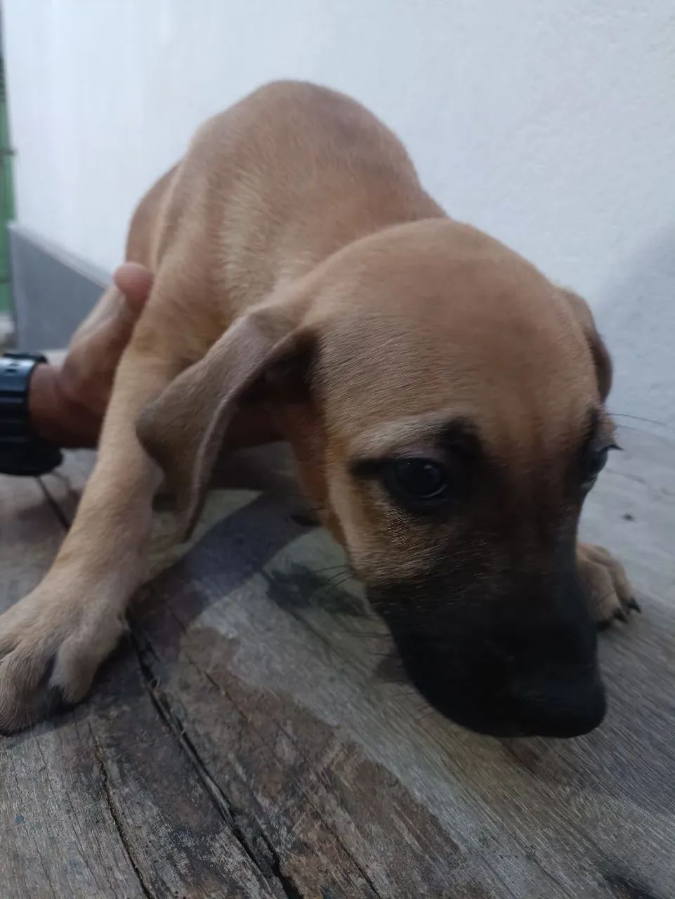 Adoçao responsável  - Foto 4