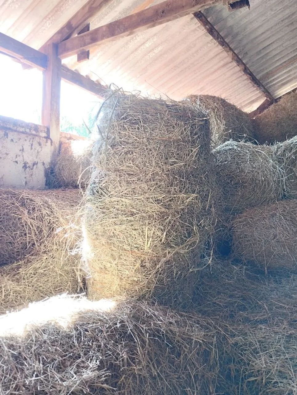 Venda de fenos grama estrela  - Foto 3