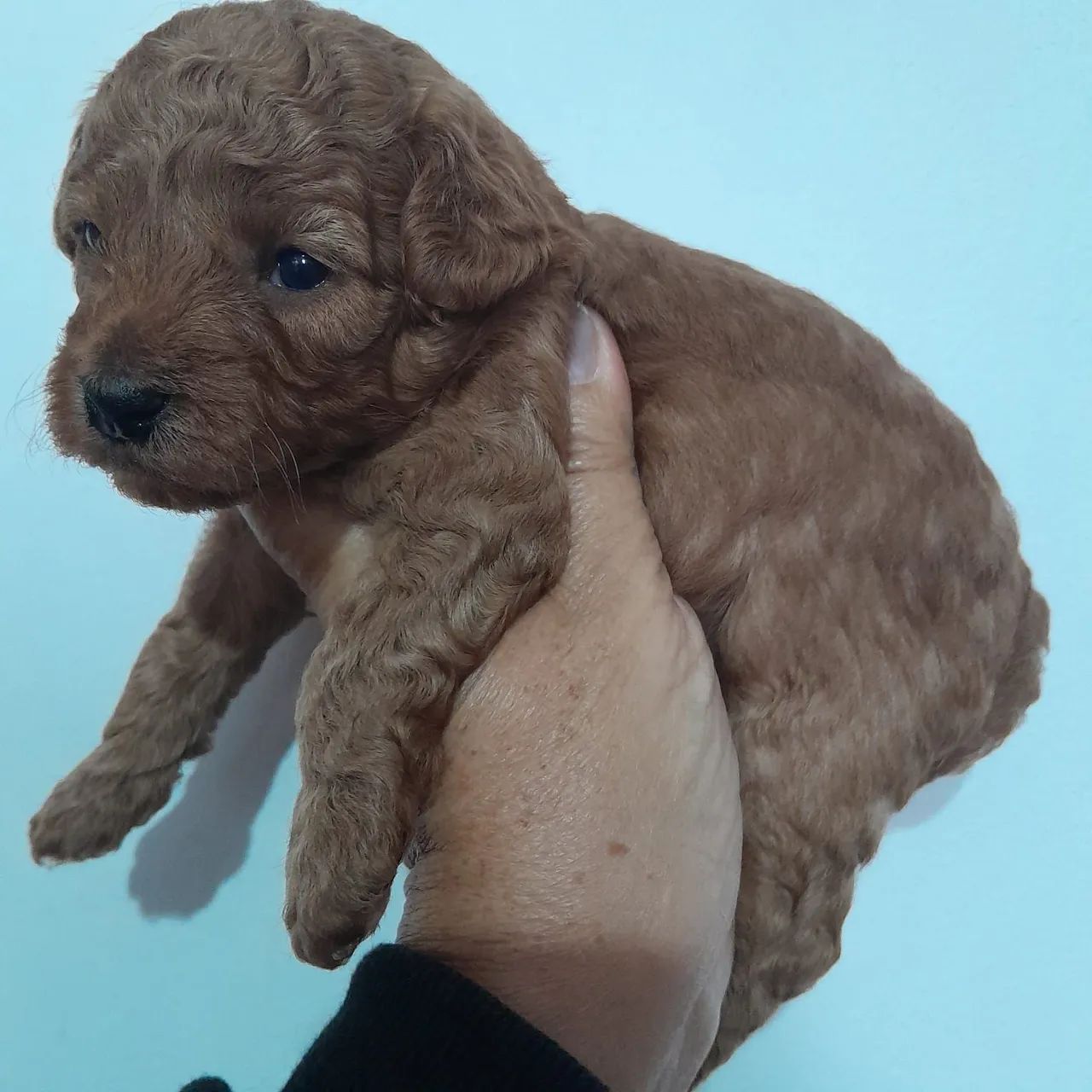 Poodle Micro | Red , Black ou Abricó  - Foto 2