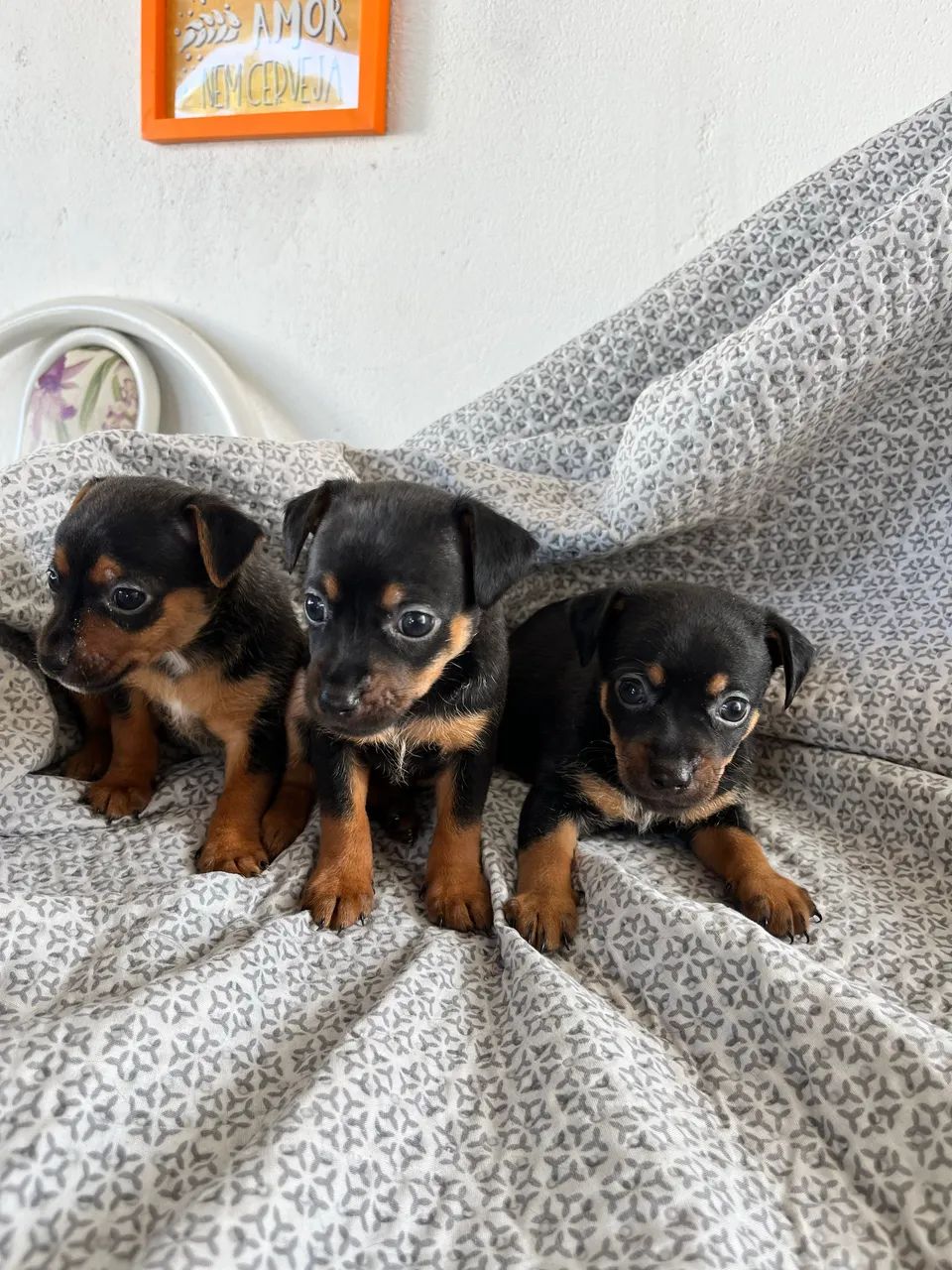 Vende-se pinscher