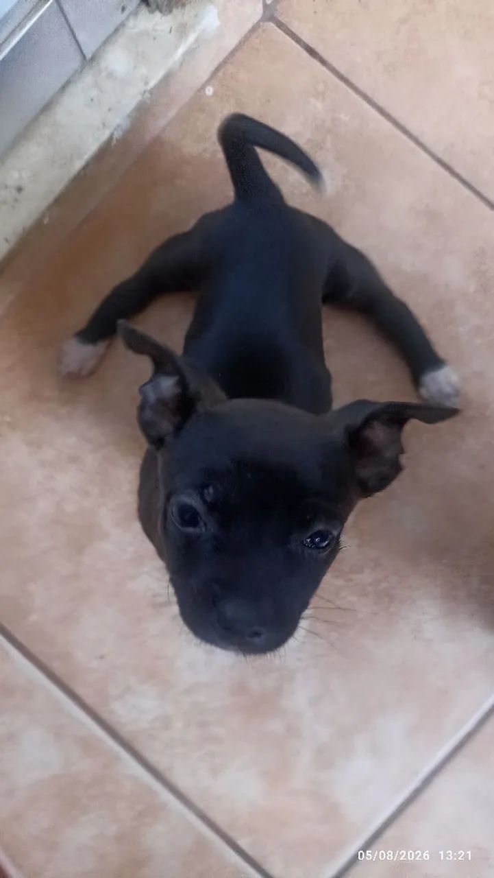 Cachorrinha para adoção  - Foto 3