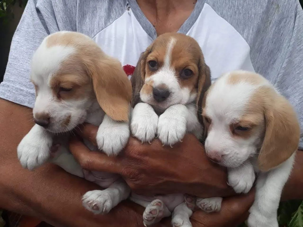 Beagle belos fihotes   - Foto 4