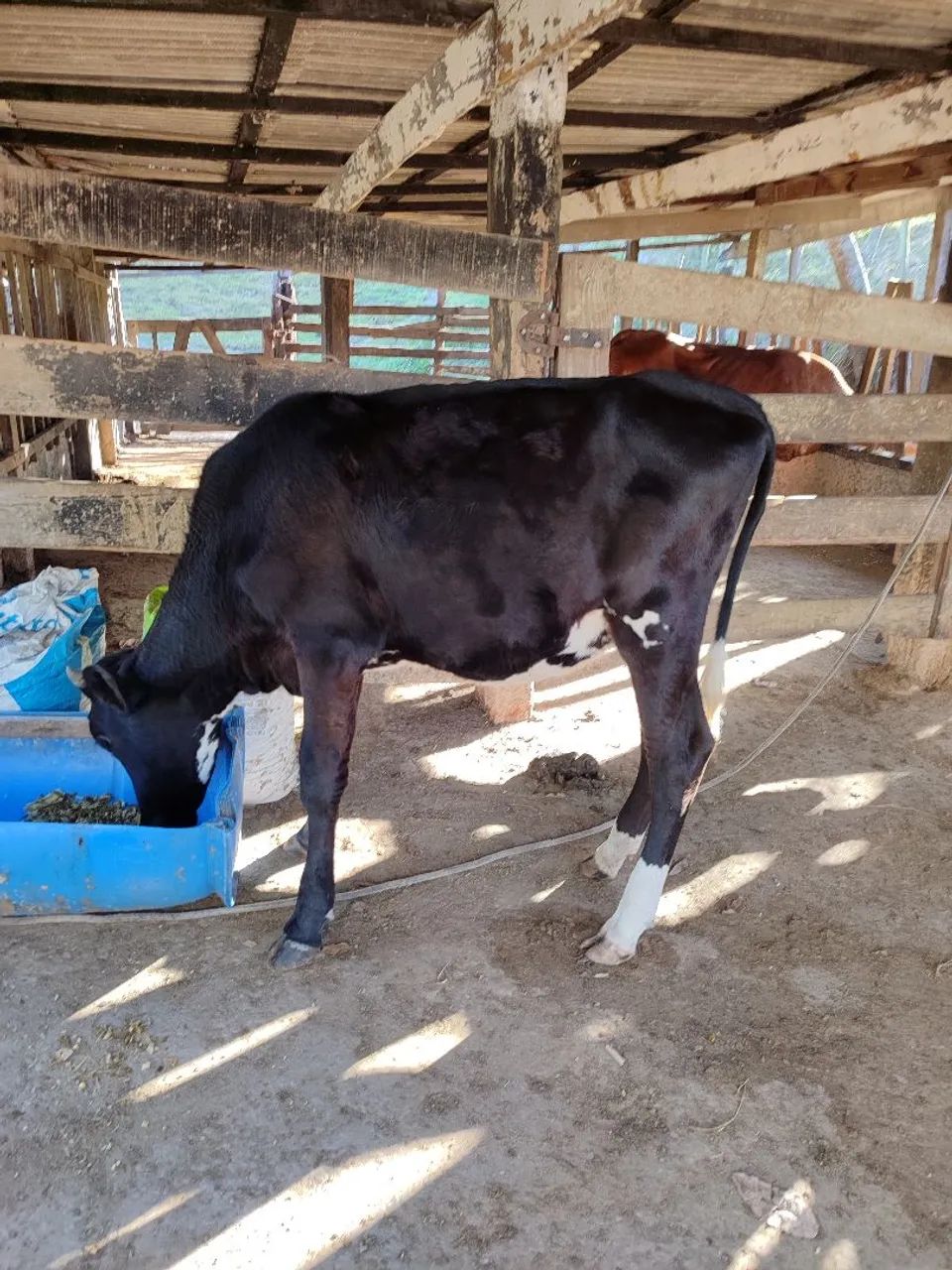 Vendo bezerro e bezerra - Foto 2