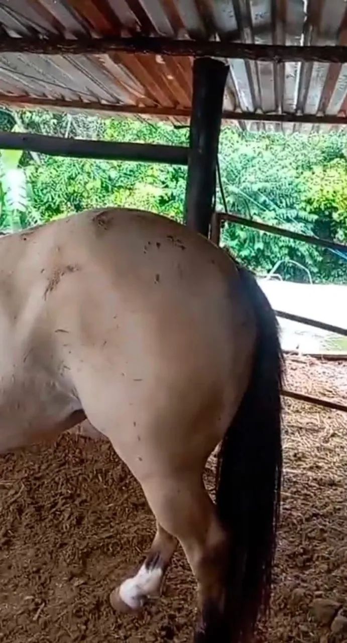 Égua Quarto de milha  - Foto 4