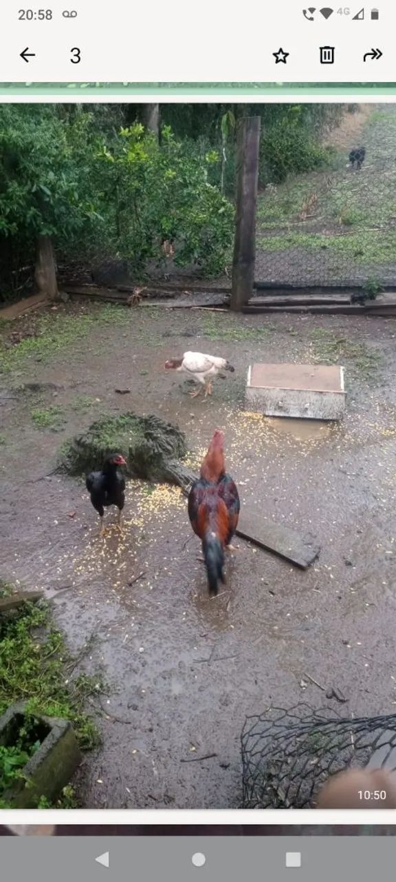 Galinha  - Foto 2