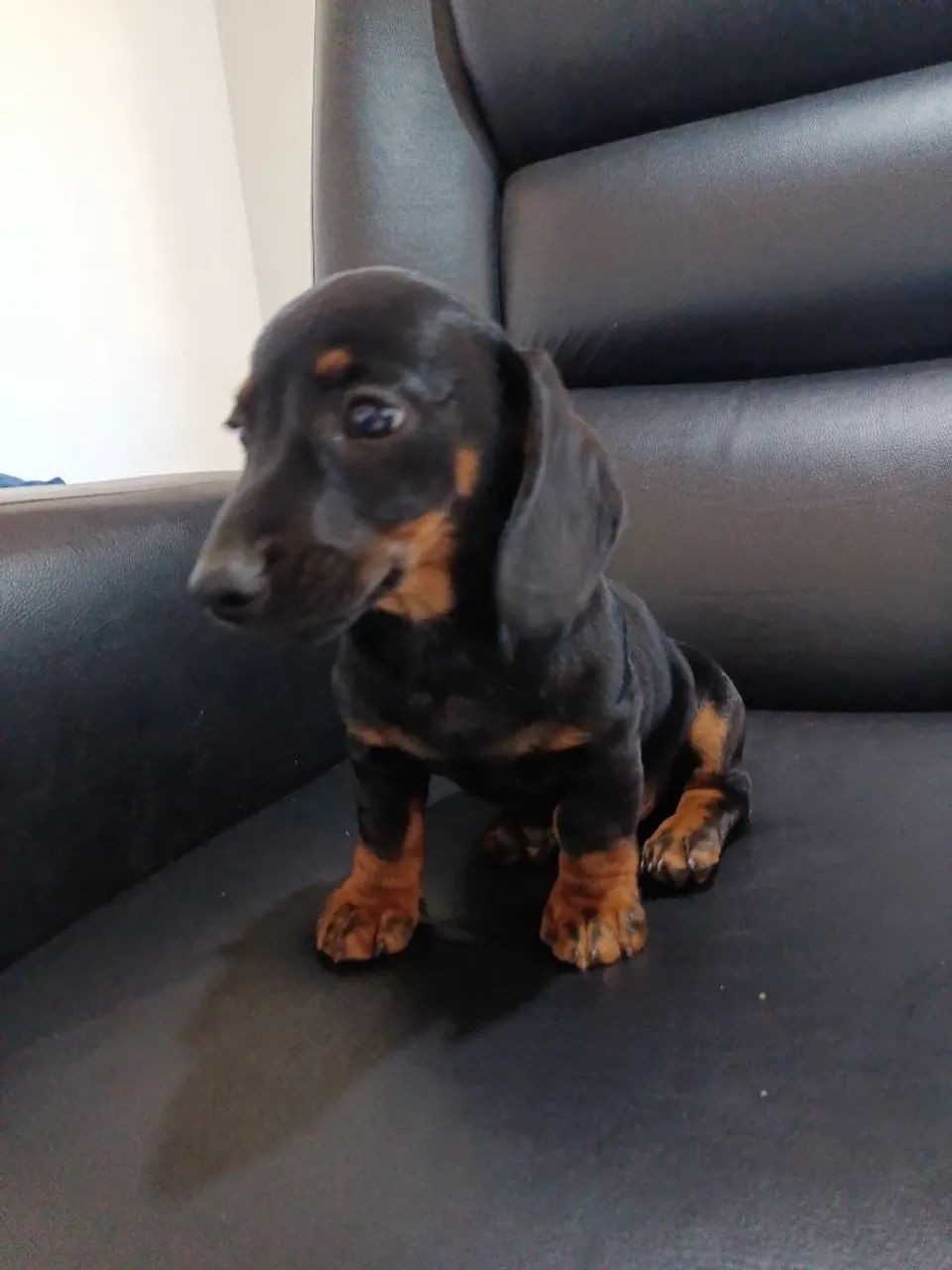 Dachshund  - Foto 5