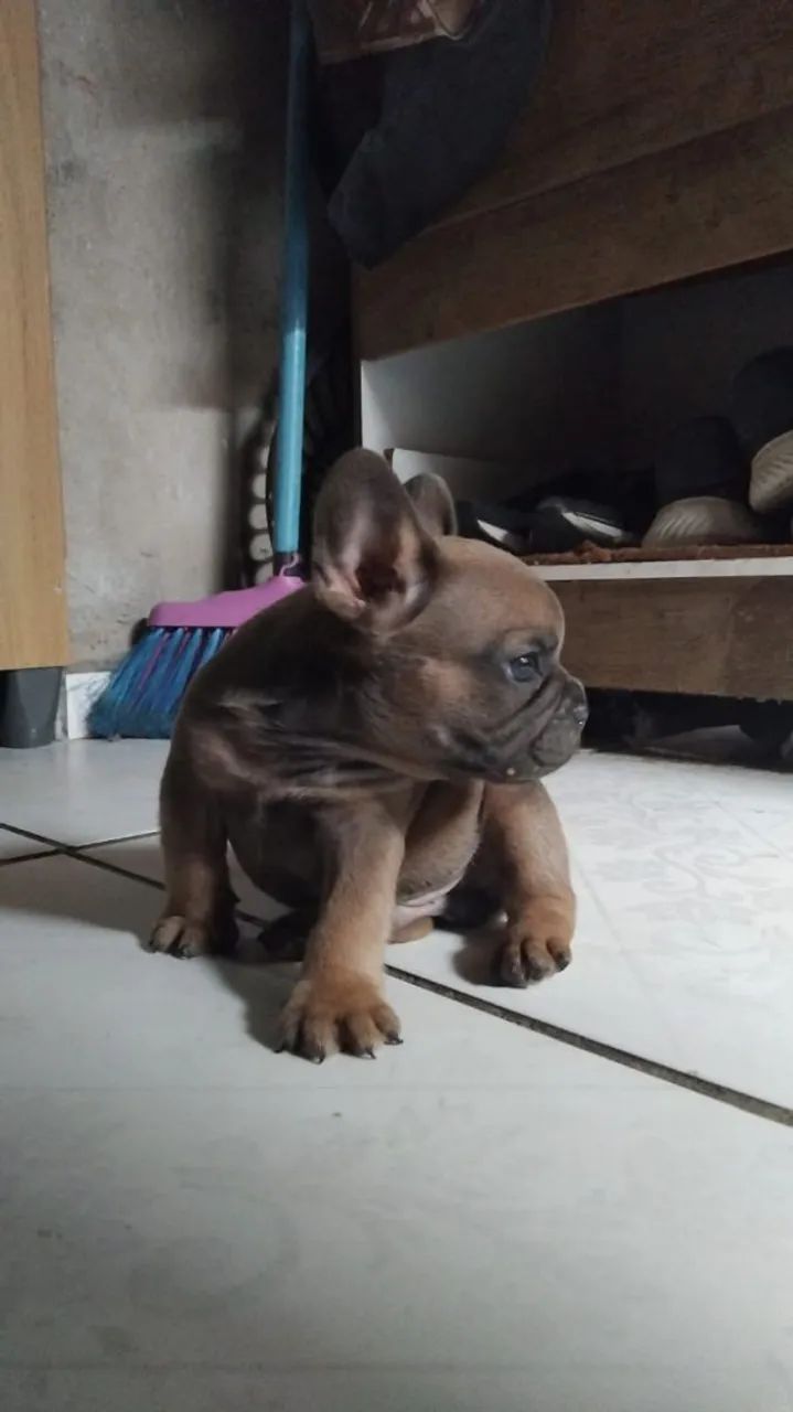 Filhote de Bulldog francês cor  exótica rara macho  - Foto 2