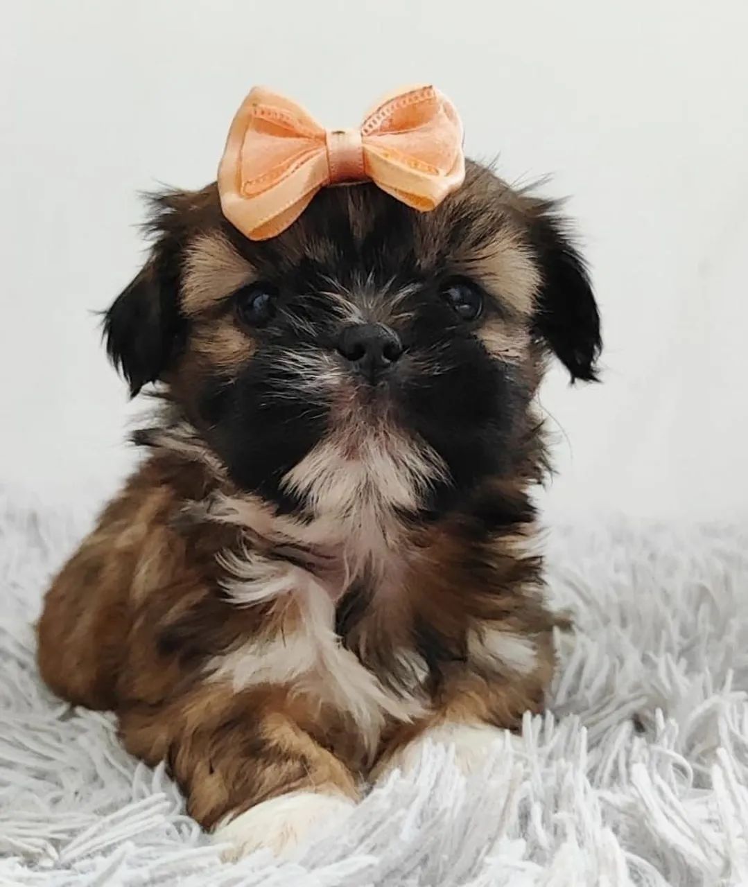 Shih Tzu - Filhotes com energia de sobra - Foto 2