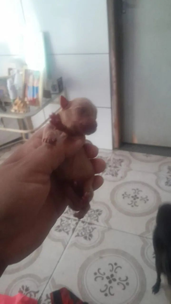 Pinscher 1 - Foto 5