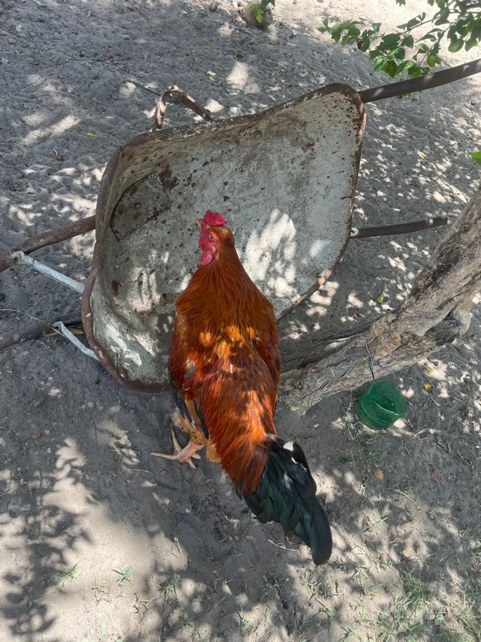 Galinhas de casa - Foto 2