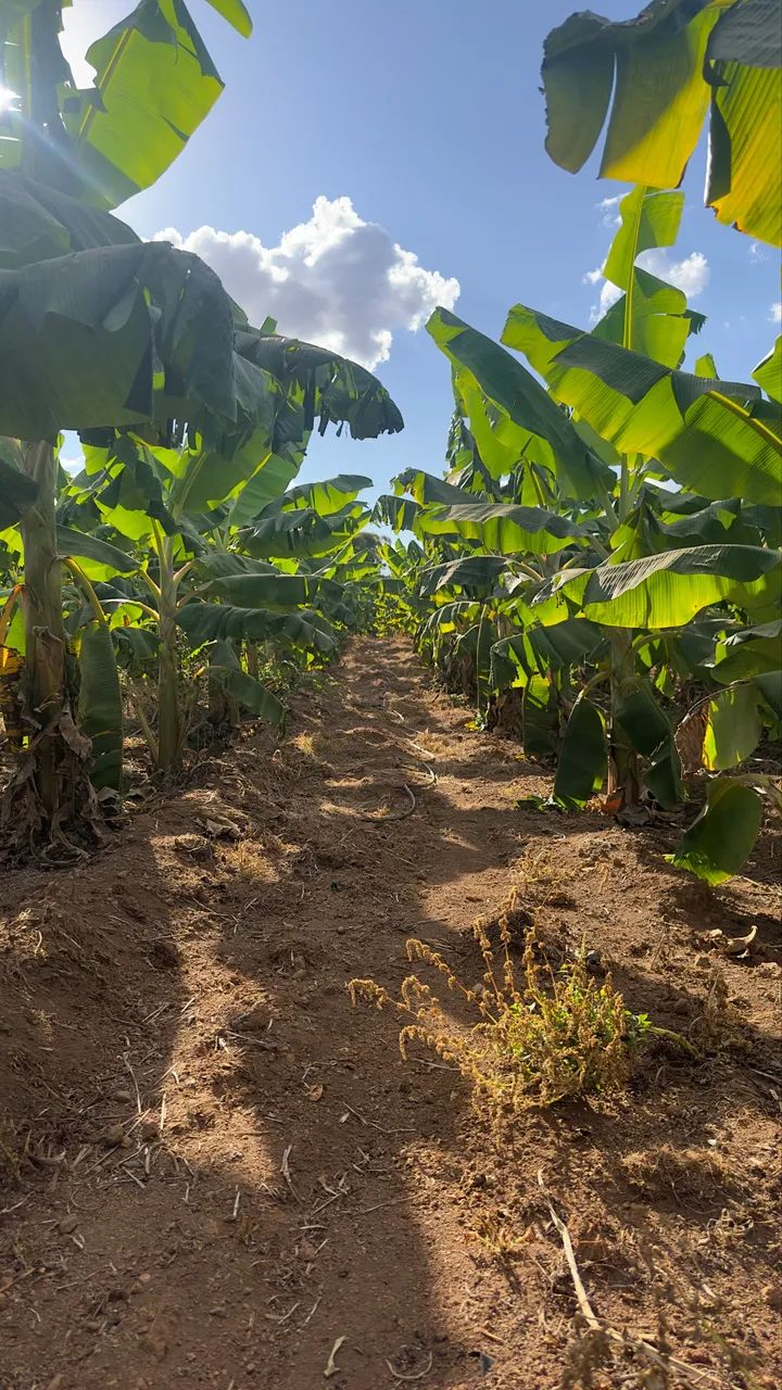 Mudas de banana da terra  - Foto 2