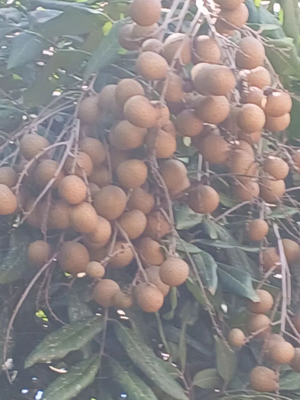 Plantas Frutíferas top - Foto 5