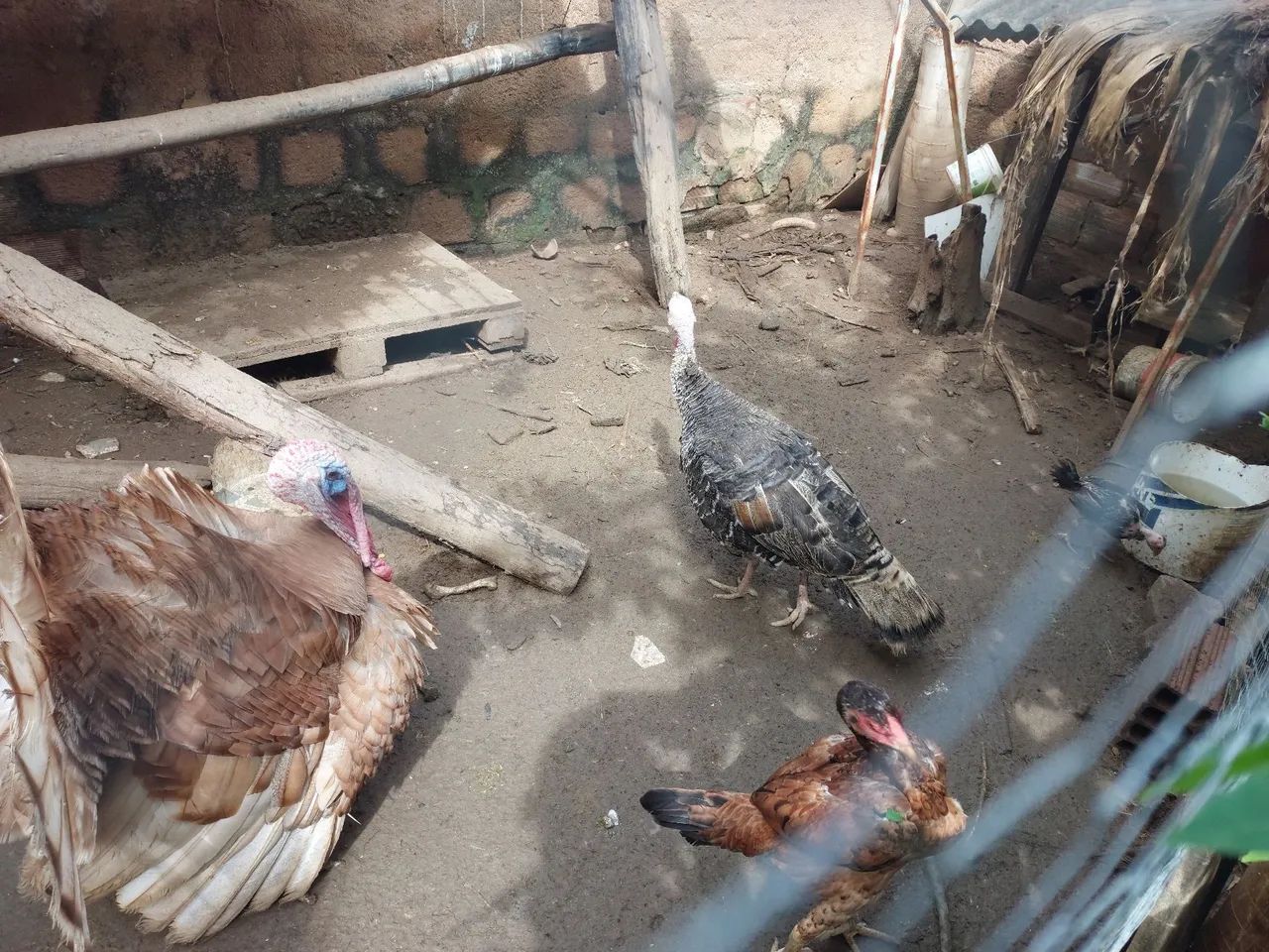 Casal de Perus - Foto 2