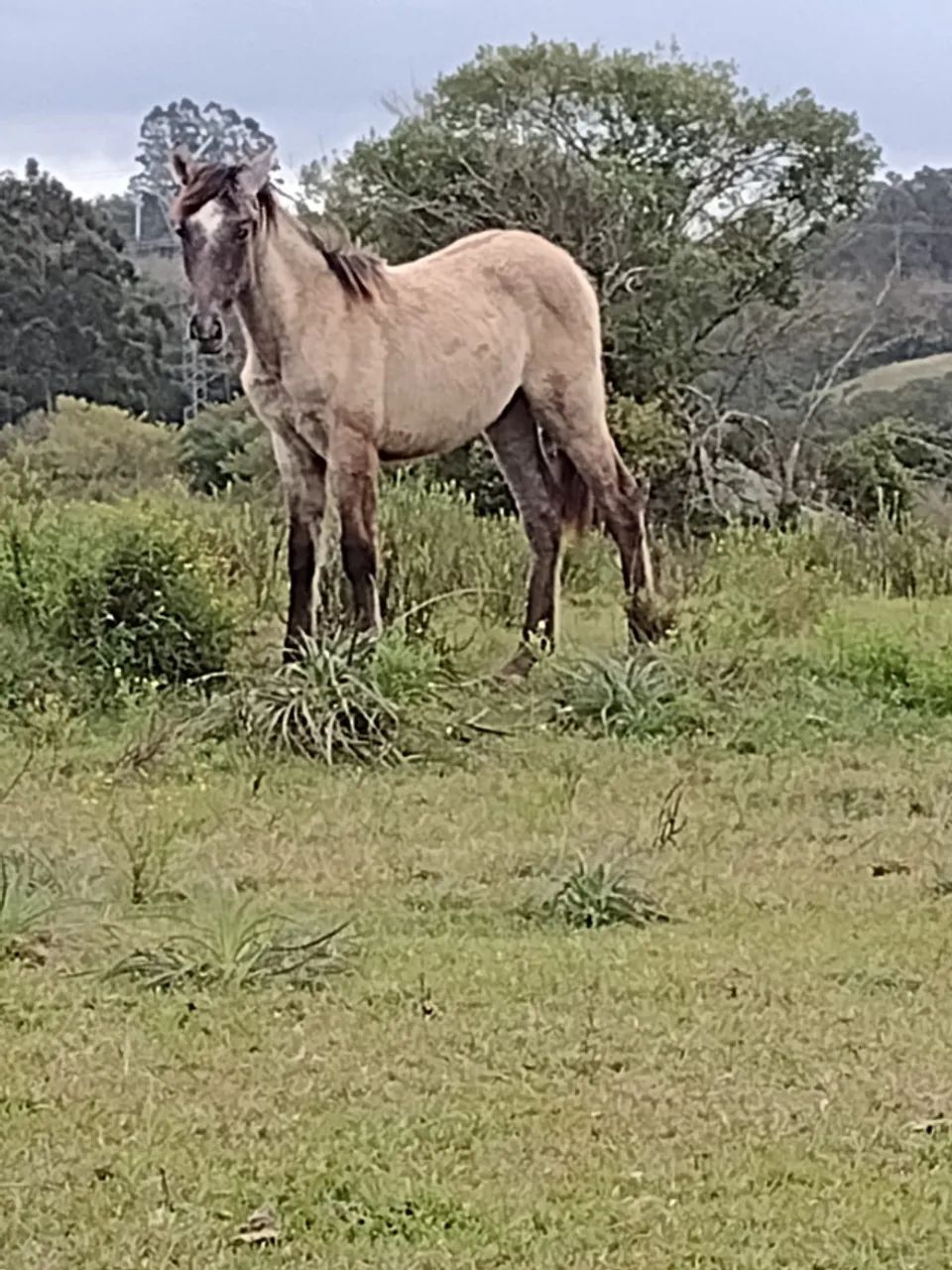 potranco - Foto 2