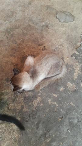 Libdo gato pqra doação