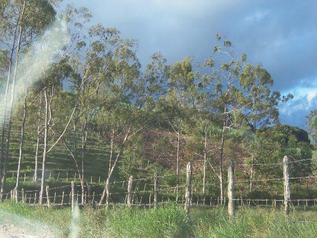 Fazenda com 700 Hectares em Barra de Guabiraba (Cód.: f20568) - Foto 15