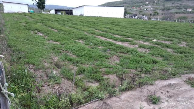 Vendo excelente área de 2,5 h ao lado da Chácara Veraneio em Gravatá - PE - Foto 2