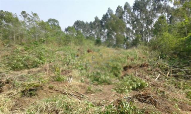 Sítio de 13,85 alq à venda em figueira-pr, si0001. - Foto 5