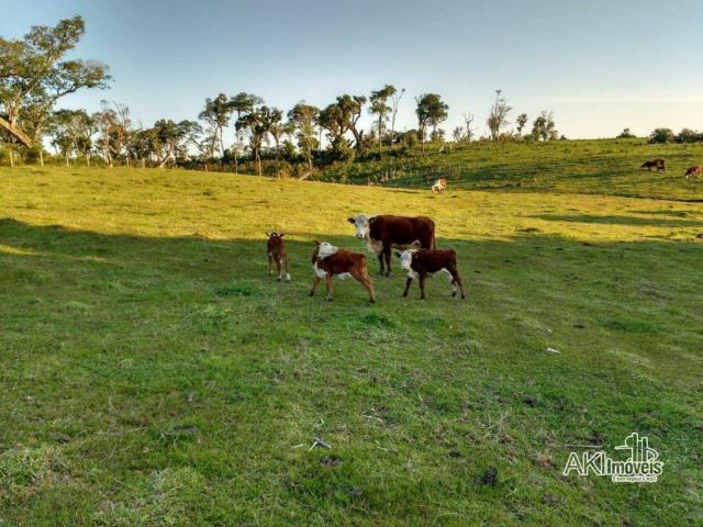 Fazenda à venda, 2699994 m² por r$ 6.500.000 - rural - reserva do iguaçu/pr - Foto 7