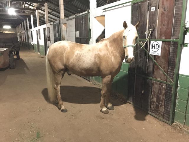 Cavalo Marchador - Marcha picada com velocidade de aproximadamente 40 Km/h - Foto 2