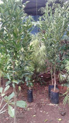 Adubação completa monto pomar- chacará e Fazenda - Frutíferas produzindo e mudas eucalipto - Foto 2