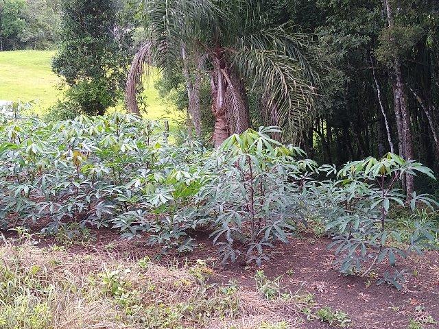 Chacara - Foto 2