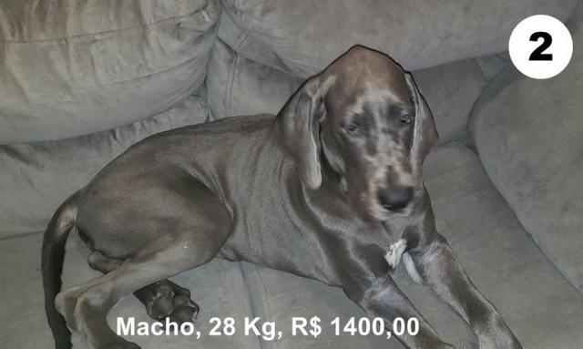 Filhotes de dogue alemão azul - Foto 2
