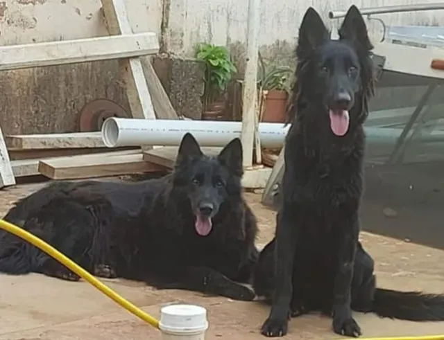 Preços baixos em Pastor Belga groenendael colecionável