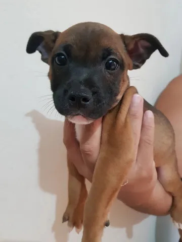 Staffordshire bull hot sale terrier olx