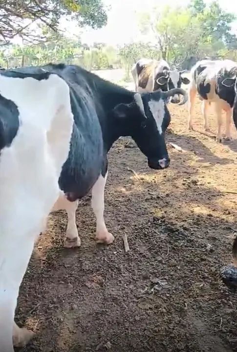 Vacas leiteiras e bezerros  - Foto 6