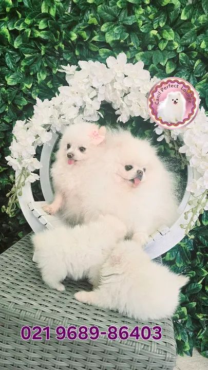 Lulu da Pomerânia  anão linhagem russa Ótima presente de Natal  - Foto 3