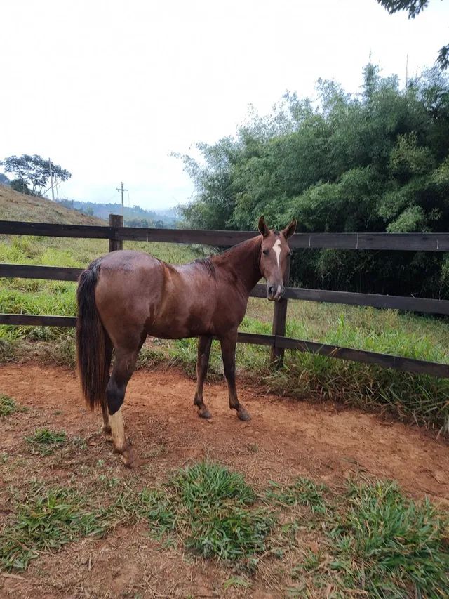 Potra Mangalarga Marchador - Cavalos e acessórios - São Sebastião ...