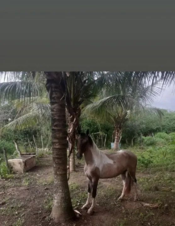 Potro Mangalarga Marchador  - Foto 3