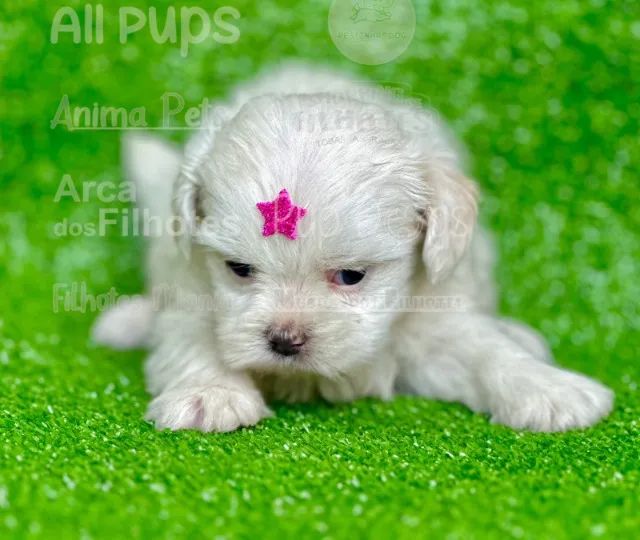 Lhasa Apso: Filhotes de Cachorro - Traga um Novo Amigo Para Sua Casa