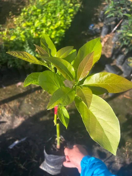 Mudas de abacate - Foto 2