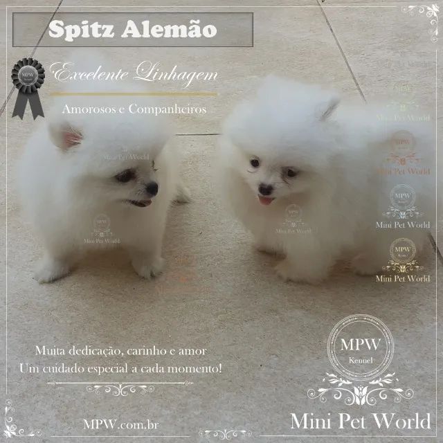 Lulu da pomerania mini macho branco linhagem importada