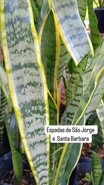 ESPADAS DE SÃO JORGE - Foto 3