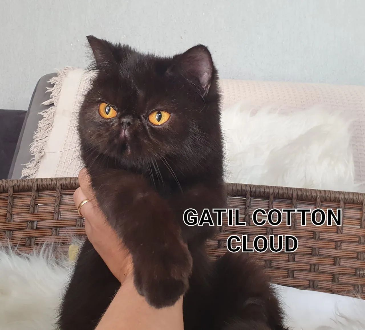 Gato exótico preto - Foto 2