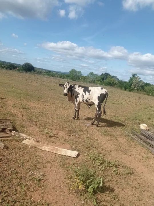 Novilhas e gorrotes  - Foto 5