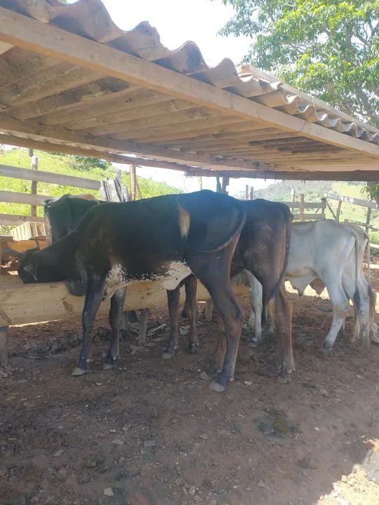 Bezerros para venda - R$ 300@ - Foto 2