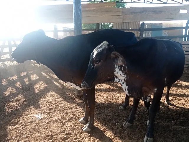 Novilhas e gorrotes  - Foto 4