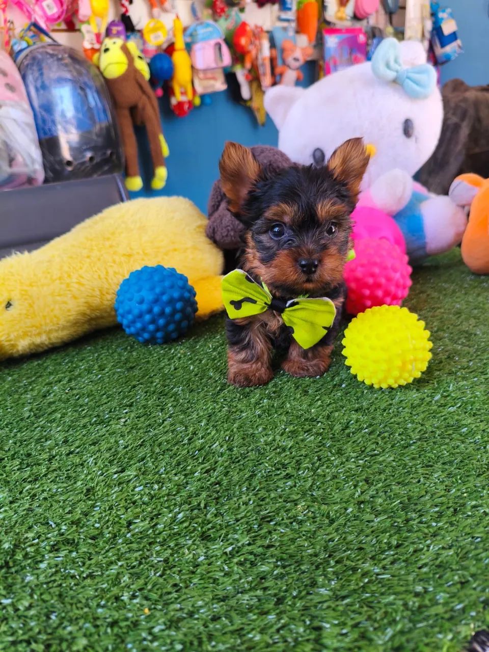 Yorkshire Terrier $2.200,00 machinho  - Foto 3